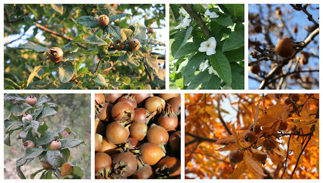 How To Select Fruit And Nut Trees For Your Forest Garden Polyculture
